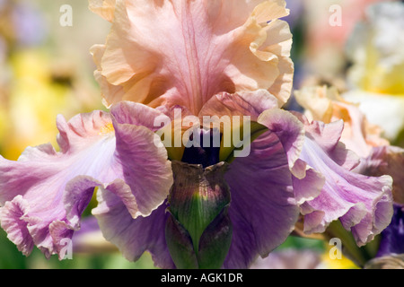 Rosa e viola iris barbuto Foto Stock