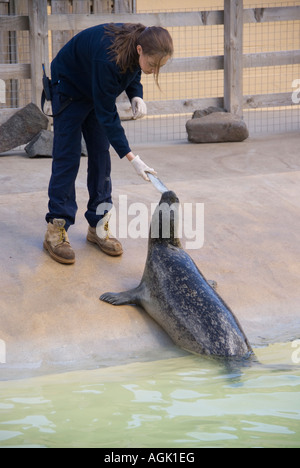 Ocean World North Queensferry Fife Scozia aquarium e Sealife Centre custodi comune di alimentazione o guarnizione di porto Foto Stock