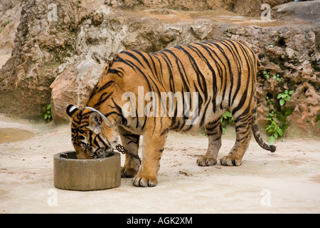 Nutrire la tigre al Tempio della Tigre Kanchanaburi; animali Captive utilizzati nel programma di allevamento e come una costosa attrazione turistica Thailandia, Asia Foto Stock