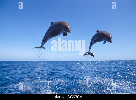 I Delfini dal Naso a Bottiglia jumping Honduras America Centrale Foto Stock