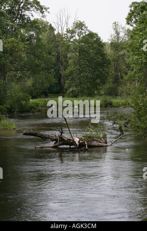 River Little Manistee, mi USA, giovani pescatori che praticano la pesca con la mosca con un canna, un uomo caucasico si trova in acqua e indossa un giubbotto da pesca dal fronte ad alta risoluzione Foto Stock