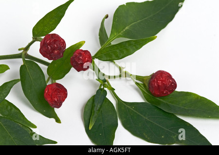 Ramo e foglie di Red Hot peperoncino peperoni su sfondo bianco Foto Stock