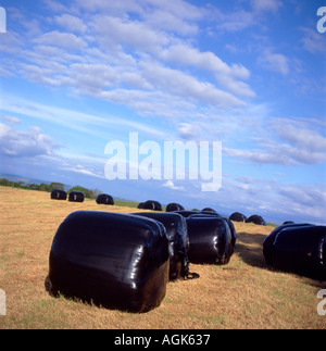 Un campo di big bale silaggio in Carmarthenshire Wales UK Foto Stock
