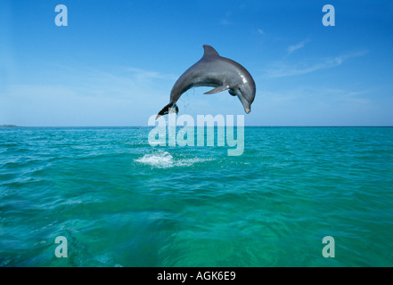 Dal naso a bottiglia jumping Dolphin Honduras America Centrale Foto Stock