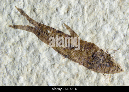 Diplomystus - pesci fossili dal fiume Verde formazione di Wyoming. 35mm dalla punta alla coda Foto Stock