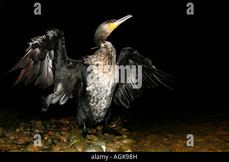 Cormorano pesca asciugando fuori sulla banca del fiume Li in Cina s della provincia di Guangxi Foto Stock