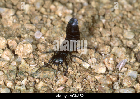 Devil's coach-cavallo Beetle, Staphylinus olens. Posizione difensiva Foto Stock