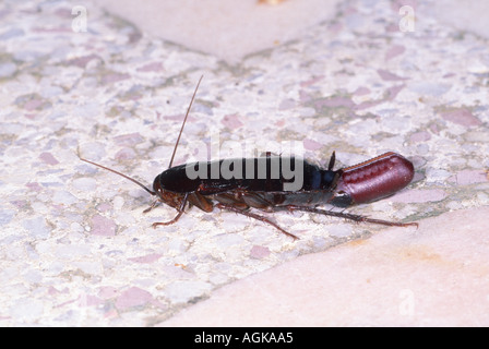 Comune scarafaggio, Blatta orientalis. Femmina con ootheca Foto Stock