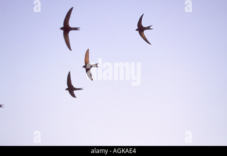 Rondoni, Apus apus. Quattro in volo Foto Stock