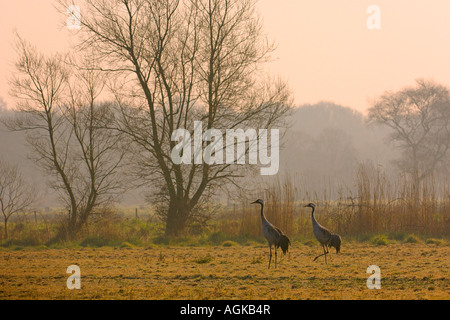 Gru comune grus grus molla adulti all'alba vicino Hickling Broad Norfolk Marzo 2007 Foto Stock