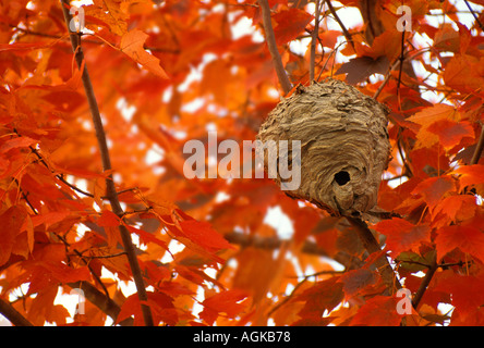 Bald di fronte Hornet (Dolichovespula maculata) o giacche gialle nido di pasta di legno carta in acero con Autunno a colori, Missouri US Foto Stock