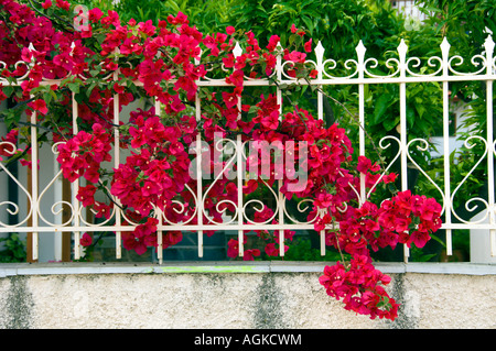 Rosso brillante fiori di bouganville adornano recinzioni e cancelli vicino a Corinto Grecia Foto Stock