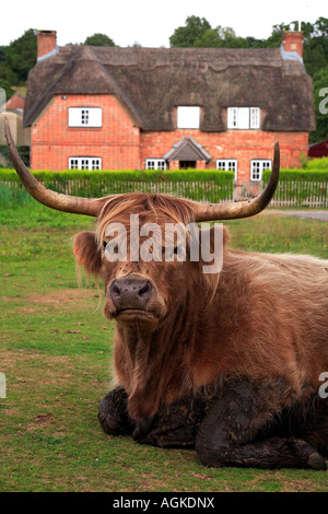 Highland bovini in Nord Gorley la New Forest Hampshire Inghilterra Foto Stock