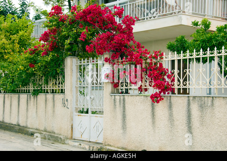 Rosso brillante fiori di bouganville adornano recinzioni e cancelli vicino a Corinto Grecia Foto Stock