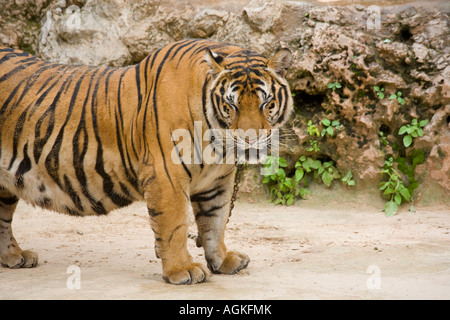 Tigre al Tempio della Tigre Kanchanaburi; animali Captive utilizzati nel programma di allevamento e come una costosa attrazione turistica Thailandia, Asia Foto Stock