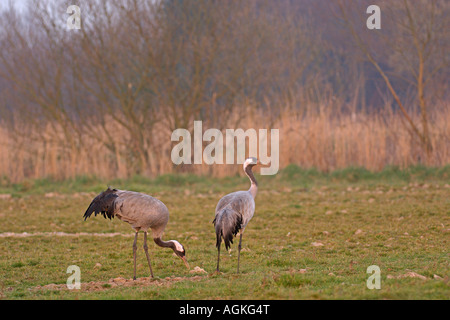 Gru comune grus grus molla alimentazione adulti vicino Hickling Broad Norfolk Marzo 2007 Foto Stock