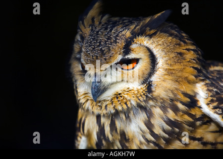 In prossimità della testa del Bengala gufo reale Foto Stock