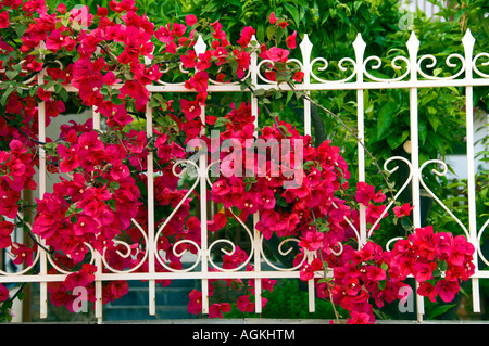 Rosso brillante fiori di bouganville adornano recinzioni e cancelli vicino a Corinto Grecia Foto Stock