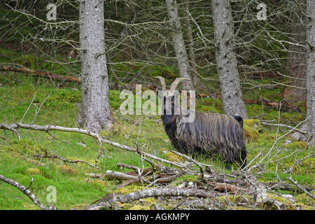 Feral Capra Capra hircus piedi tra caduti pini sul pendio di una collina con il contatto visivo Foto Stock