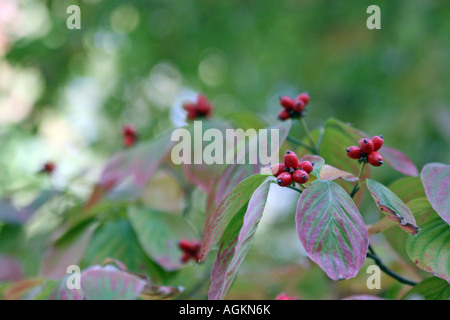 Una pianta cespugliosa con striature rosse foglie di colore verde brillante e bacche rosse che sono probabili velenoso Foto Stock