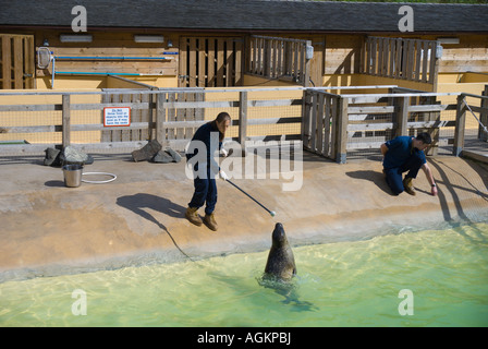 Ocean World North Queensferry Fife Scozia aquarium e Sealife Centre custodi comune di alimentazione o guarnizione di porto Foto Stock