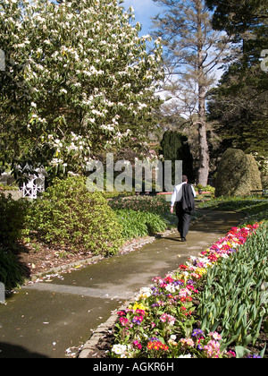 Uomo in business suit balade giù per un sentiero con la fioritura di rododendro primula letti e topiaria da Wellington NZ Foto Stock