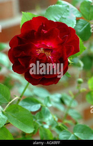 Red Rose di un muro di mattoni Foto Stock