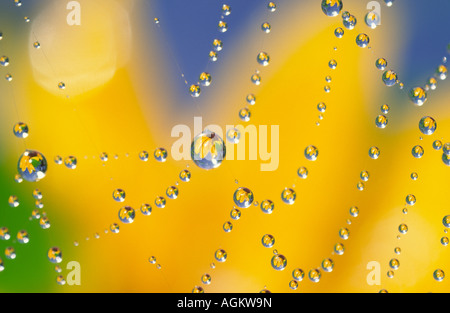 Close-up di spider web con gocce di rugiada riflettendo black-eyed Susan fiore. Foto Stock