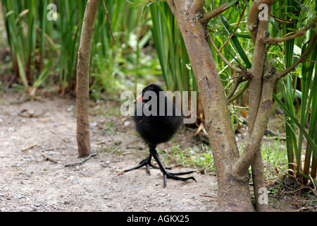 Moorhen Gallinula Chloropus chick REGNO UNITO Foto Stock