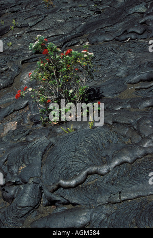 Ohia tree con lehua sbocciano i fiori crescono fuori di fresca lava pahoihoi Kilauea vocano Parco Nazionale dei Vulcani delle Hawaii Big Island delle Hawaii Foto Stock