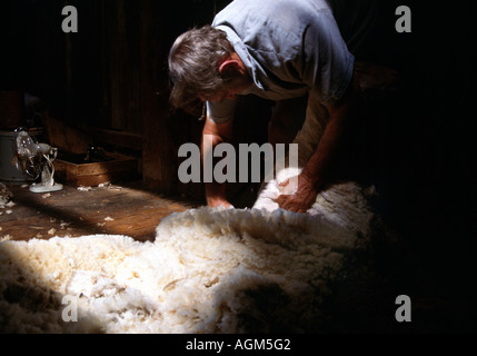 Murga Nuovo Galles del Sud Australia tosatura delle pecore Foto Stock