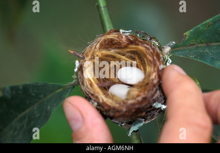 Costa Rica, Monte Verde, Cloud Forest National Park, la persona in possesso di bird nest con uova di Magenta woodstar throated Foto Stock