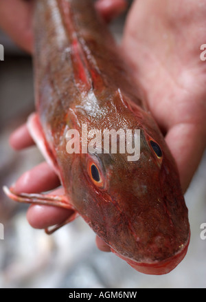 Rosso pesce cappone Foto Stock