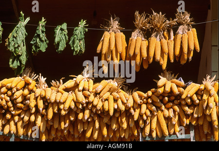 Cina Yunnan Sud Xishuangbanna Manguanhan village granturco essiccazione su agriturismo balcone Foto Stock