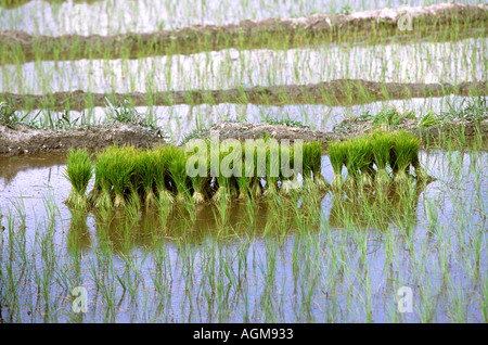 Cina Yunnan Sud Xishuangbanna Manguanhan village il riso in attesa di trapianto Foto Stock
