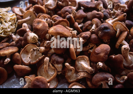 Cina Yunnan Xishuangbanna Galanba funghi del mercato Foto Stock