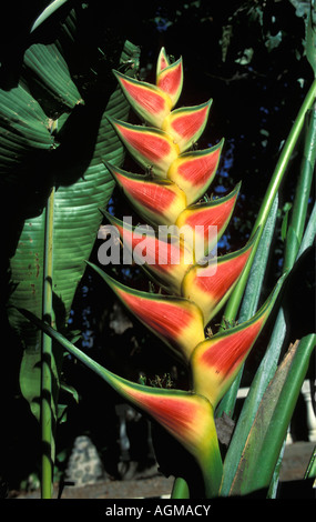 Costa Rica, Monte Verde Cloud Forest National Park, fiore Heliconia tra foglie Foto Stock