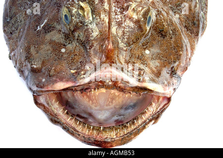 Rana pescatrice Lophius sp Foto Stock