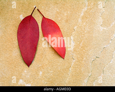 Due Foglie di autunno Foto Stock