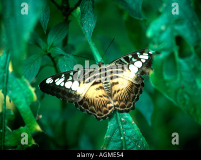 Butterfly (Parthenos sylvia lilacinus) Foto Stock