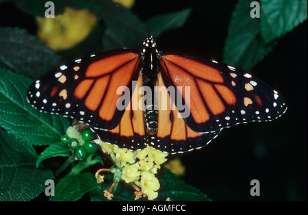 Farfalla monarca (Danaus plexippus) Foto Stock
