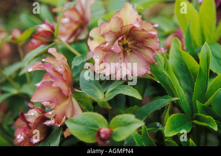 Helleborus x hybridus -frassino tinto giardino ibridi a doppio Foto Stock