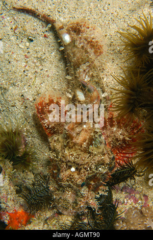 Tasseled o s Poss Scorfani Scorpaenopsis oxycephala o possi notte Puerto Galera Mindoro Filippine Foto Stock