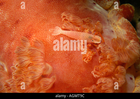 L'imperatore gamberetto Periclimenes imperator accanto a branchie del ballerino spagnolo Hexabranchus sanguineus Puerto Galera Filippine Foto Stock