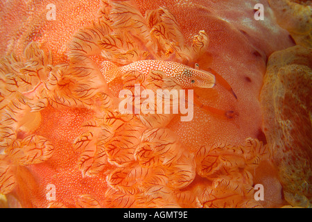 L'imperatore gamberetto Periclimenes imperator accanto a branchie del ballerino spagnolo Hexabranchus sanguineus Puerto Galera Filippine Foto Stock