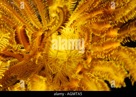 Feather star eventualmente Oxycomanthus bennetti West Escarceo Puerto Galera Mindoro Filippine Foto Stock