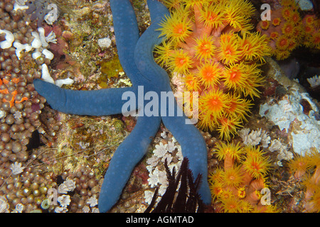 Blue starfish Linckia laevigata e orange cup coral Tubastrea faulkneri Puerto Galera Mindoro Filippine Foto Stock