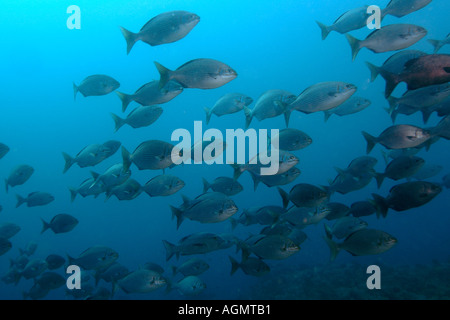 Batteristi Lowfin Kyphosus vaigiensis scolarizzazione Canyon Puerto Galera Filippine Foto Stock