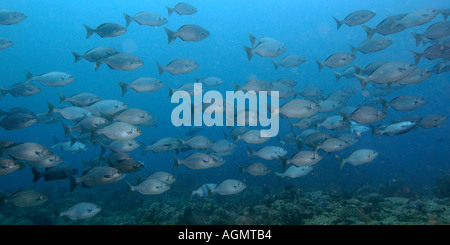 Batteristi Lowfin Kyphosus vaigiensis scolarizzazione Canyon Puerto Galera Filippine Foto Stock