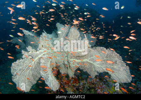 Mare gorgonia Subergorgia ventola o Annella mollis e scalefin anthias Pseudanthias squamipinnis Canyon Puerto Galera Filippine Foto Stock